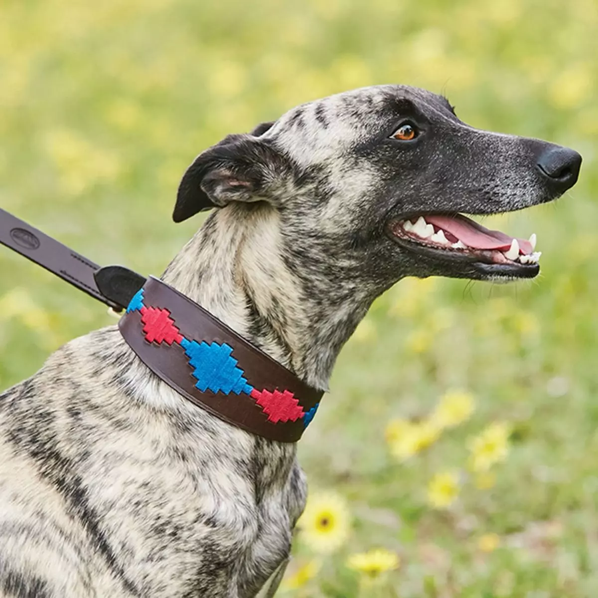 Weatherbeeta Lurcher Polo Leather Dog Collar